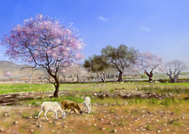 794x563 Pink Blossom Paintings And Illustrations - Almond Tree Painting