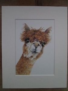 225x300 Watercolour Alpaca, Print, Of Original Painting, In 10 X 8 Mount - Alpaca Painting