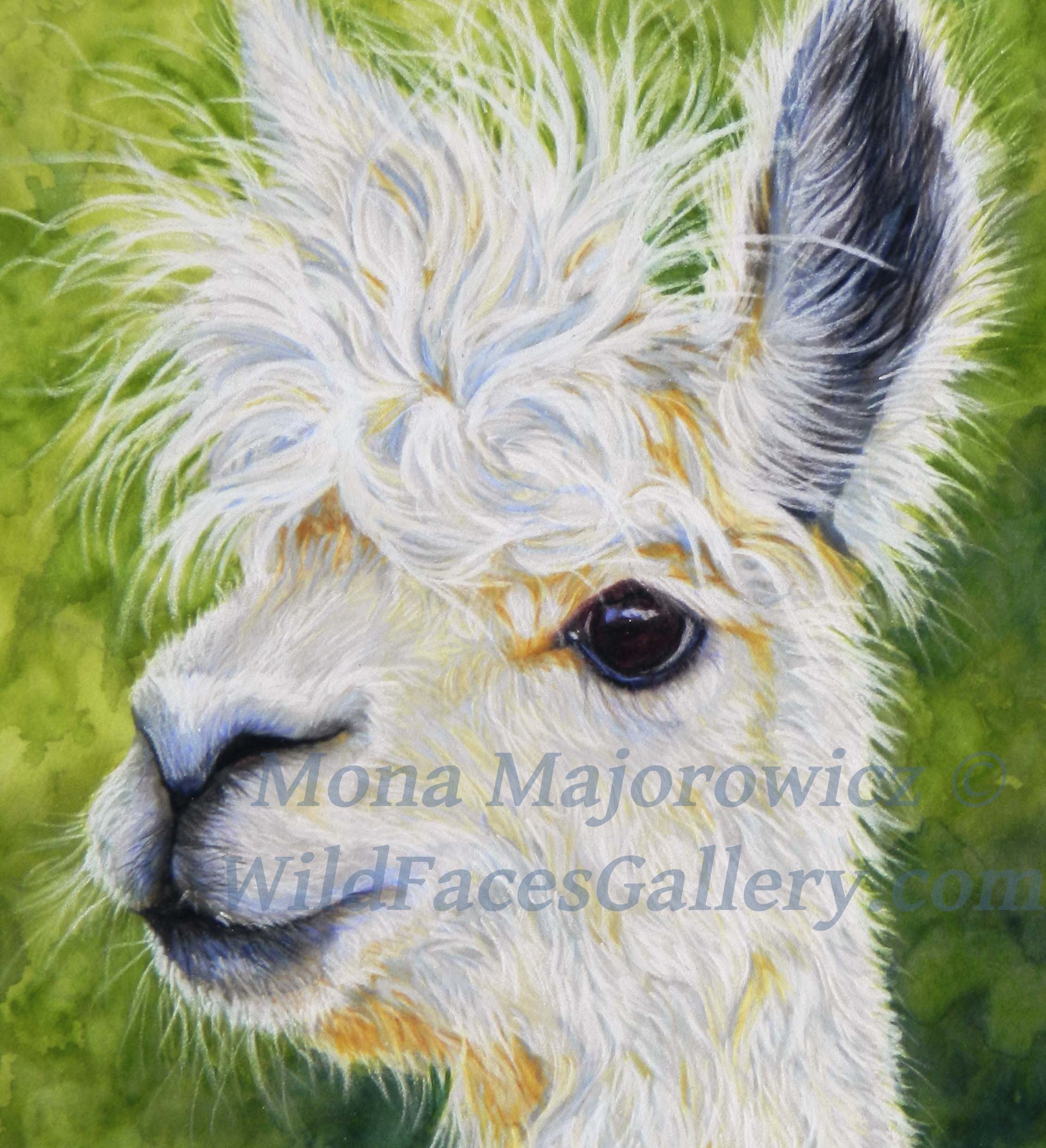 2262x2484 Alpaca Painting Fur In The Paint - Alpaca Painting