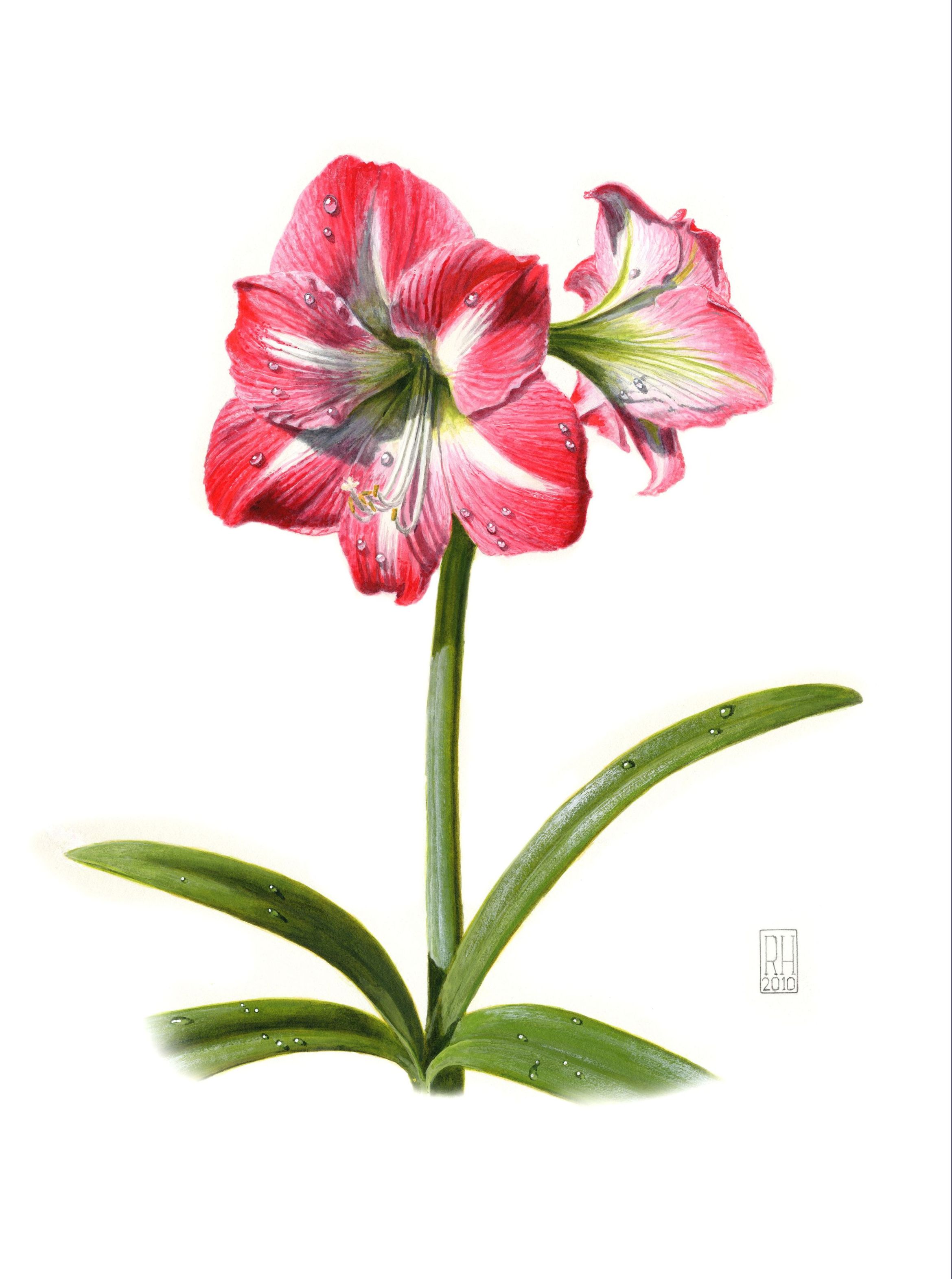 2339x3144 Amaryllis - Amaryllis Painting