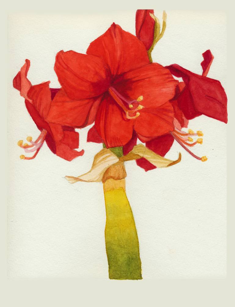 770x1006 Saatchi Art Amaryllis Painting By Wes Karchut - Amaryllis Painting