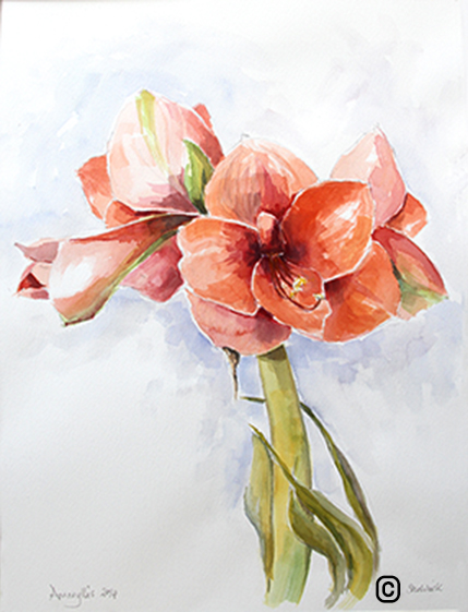 429x561 Watercolour Painting Of An Amaryllis Suewatercolours - Amaryllis Painting
