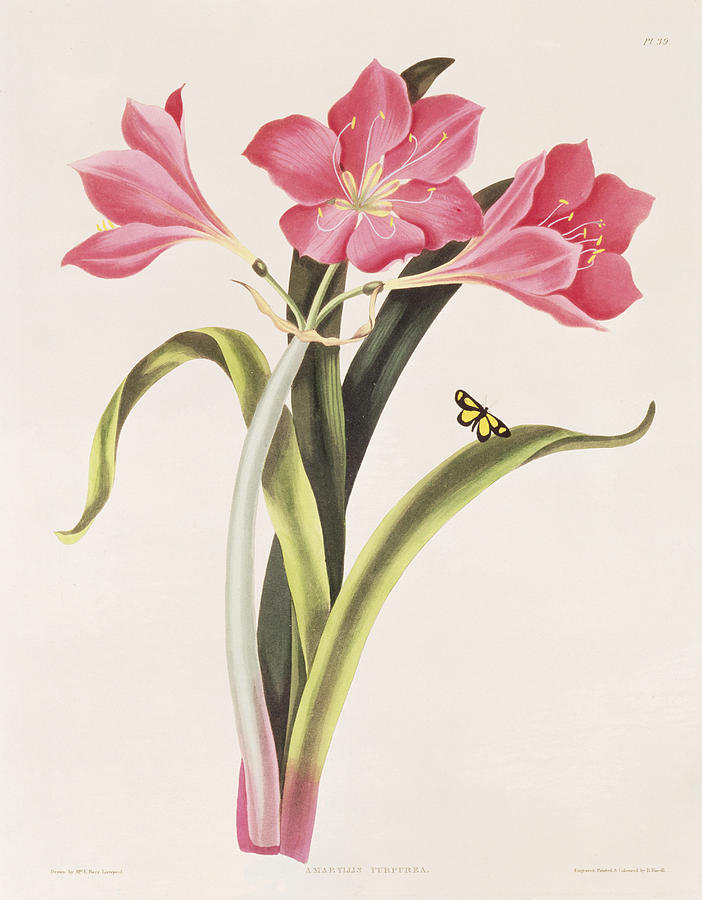702x900 Amaryllis Purpurea Painting By Robert Havell - Amaryllis Painting