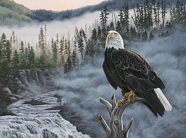 366x272 Bald Eagle - American Bald Eagle Painting
