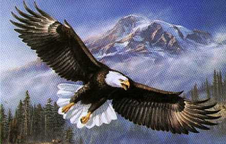 440x282 Jim's Trailside Gallery James Meger - American Bald Eagle Painting