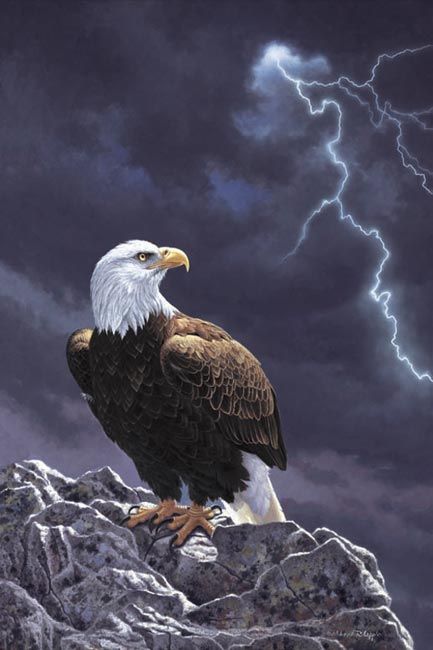 433x650 American Bald Eagle - American Bald Eagle Painting