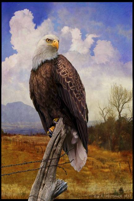 434x650 Bald Eagle With Grand Vista By R Christopher Vest - American Eagle Painting