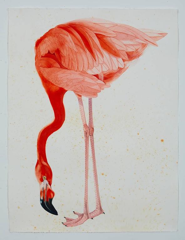 591x768 American Flamingo Painting Bigking Keywords And Pictures - American Flamingo Painting