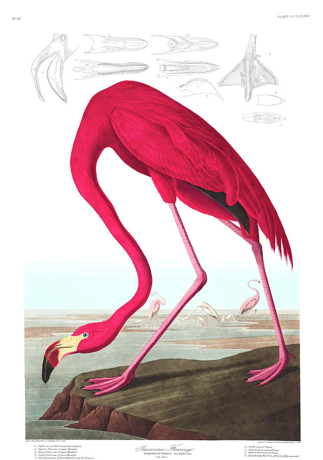 632x900 American Flamingo Painting By John James Audubon - American Flamingo Painting