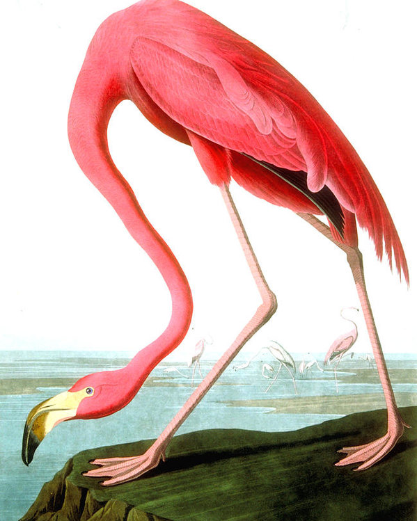599x749 American Flamingo Poster By John James Audubon - American Flamingo Painting