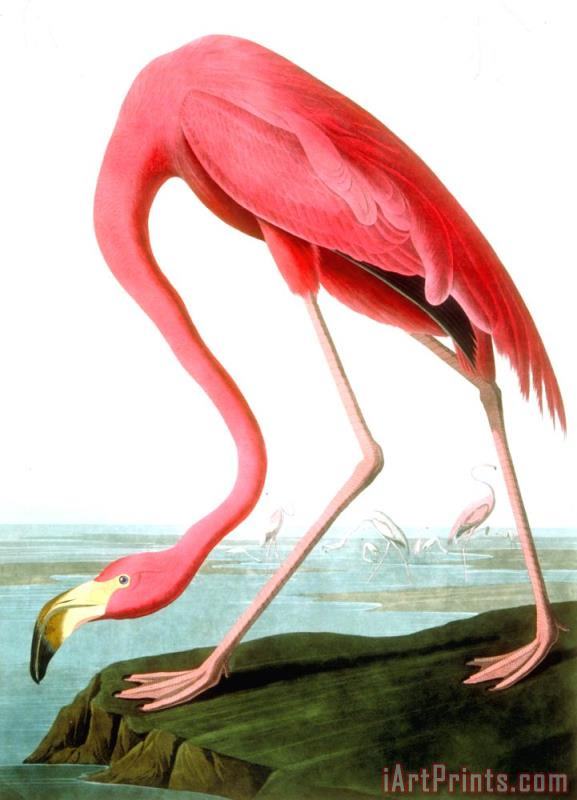 577x800 John James Audubon American Flamingo Painting - American Flamingo Painting
