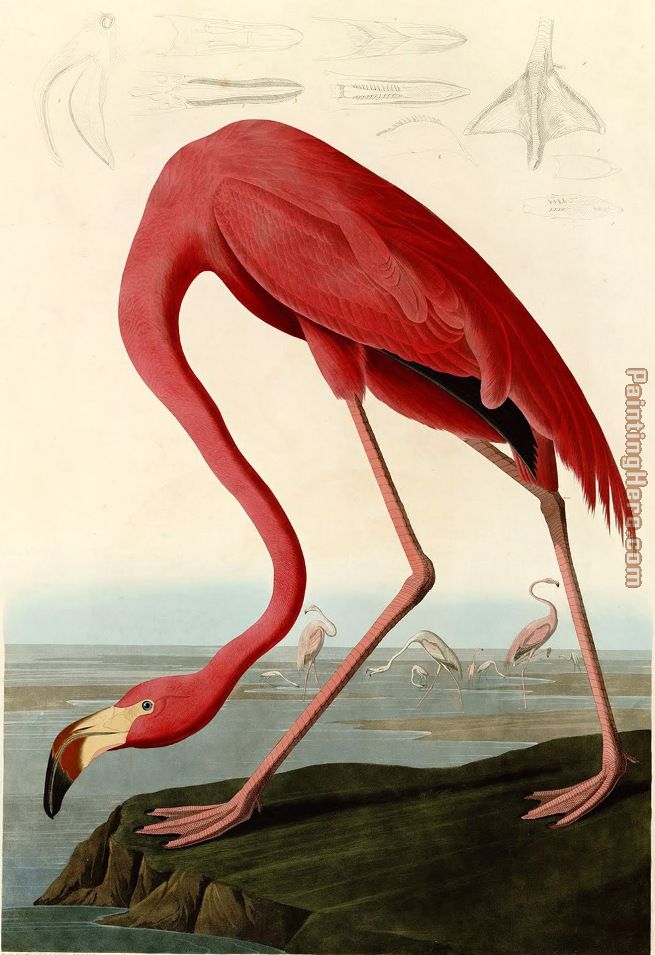 655x955 John James Audubon American Flamingo Painting Anysize 50% Off - American Flamingo Painting