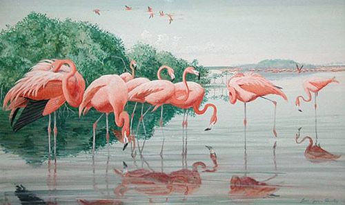 500x297 Louis Agassiz Fuertes American Flamingos Medium Watercolor - American Flamingo Painting