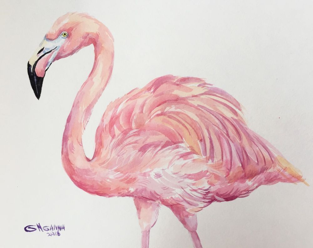 1000x793 Pink American Flamingo, Exotic Bird, Pink Bird, Original - American Flamingo Painting