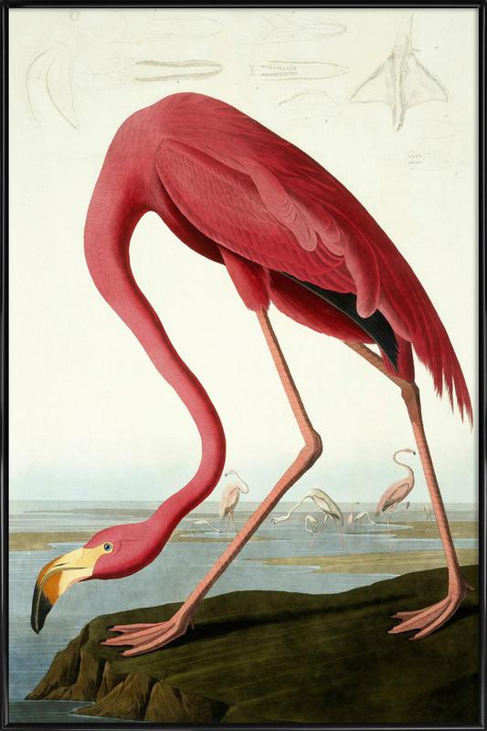 533x800 American Flamingo (By List Collection) As Poster In Standard Frame - American Flamingo Painting