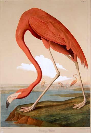 357x523 The 84 Best Flamingos Images On Flamingos, Flamingo - American Flamingo Painting