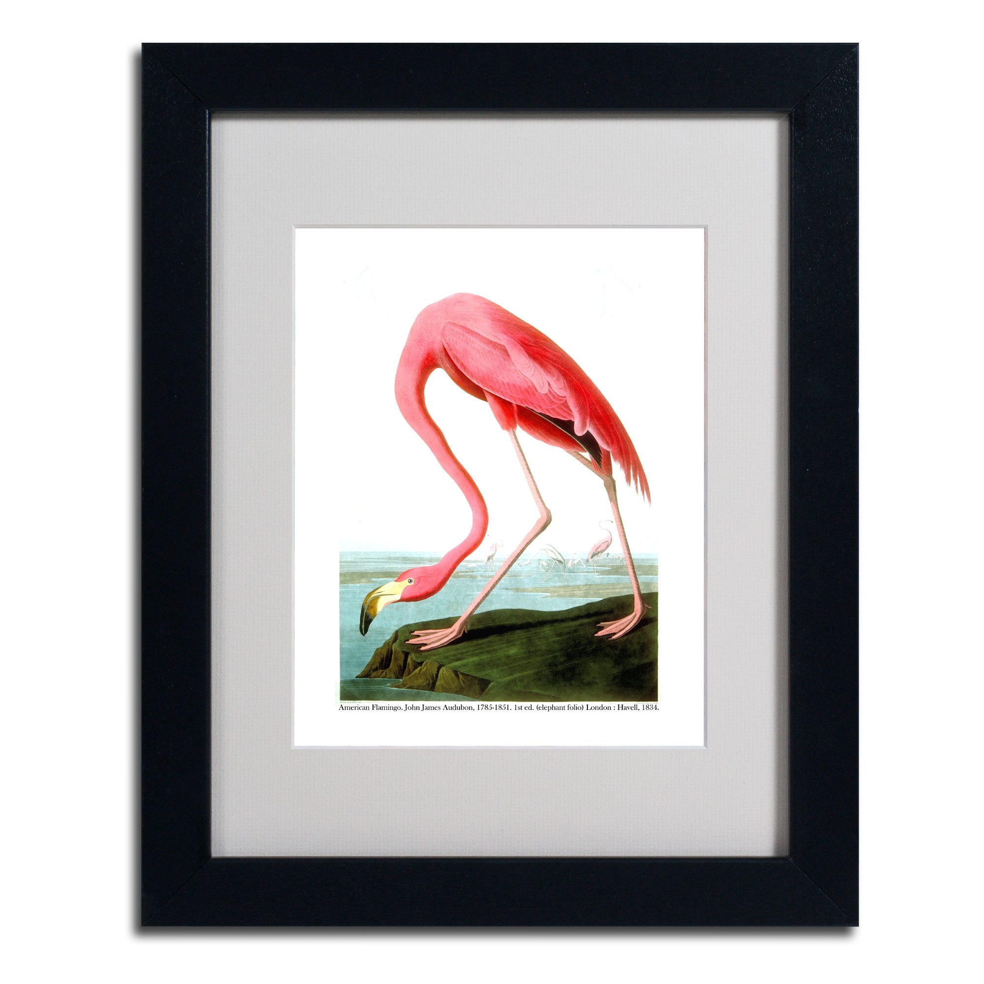 2000x2000 Trademark Art American Flamingo By John James Audubon Framed - American Flamingo Painting