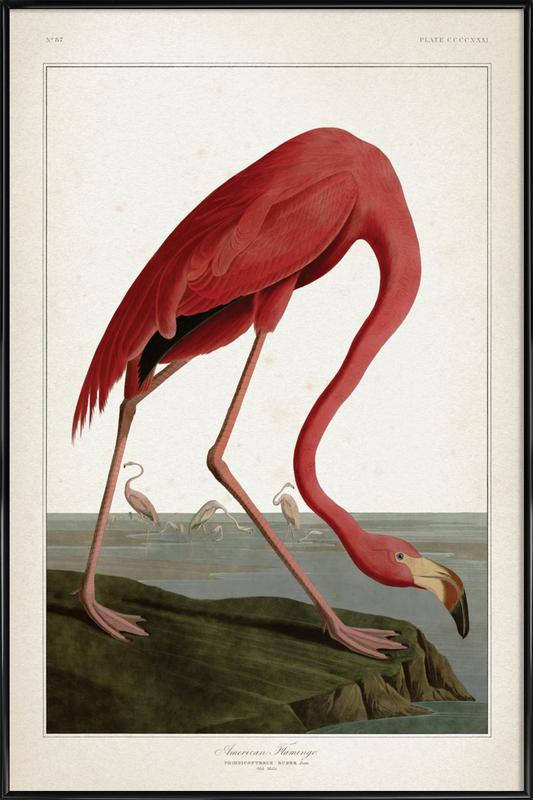 533x800 American Flamingo - American Flamingo Painting