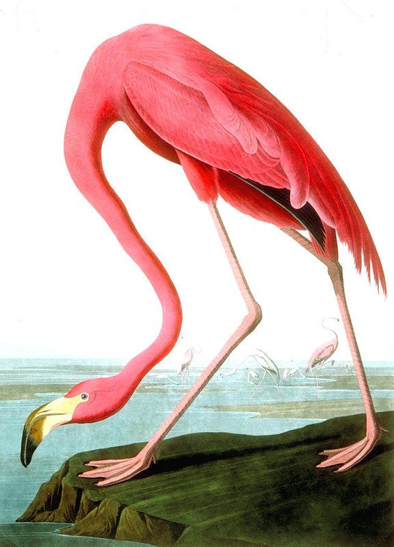 576x799 American Flamingo Art Print By John James Audubon - American Flamingo Painting