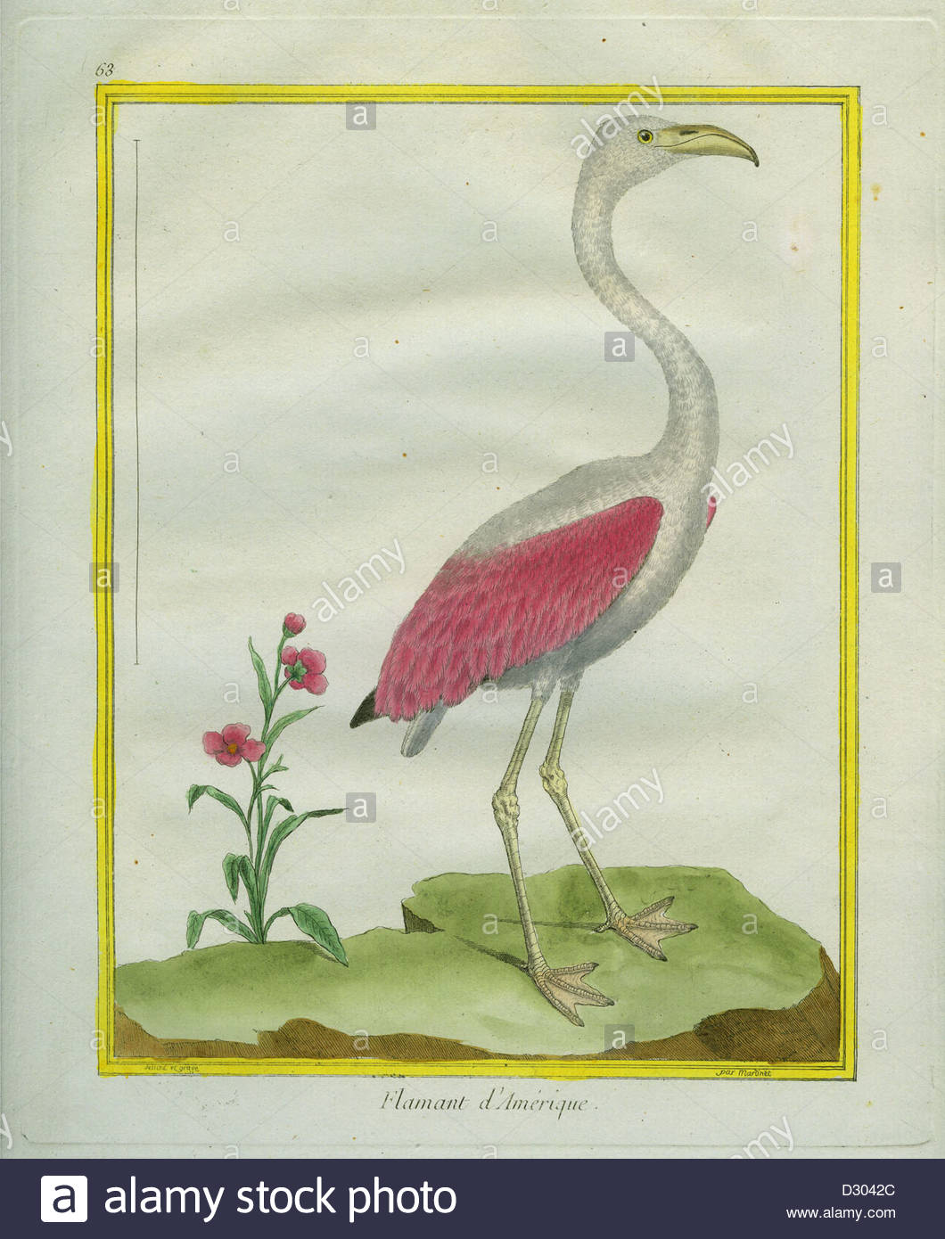 1060x1390 American Flamingo Painting Stock Photos Amp American Flamingo - American Flamingo Painting