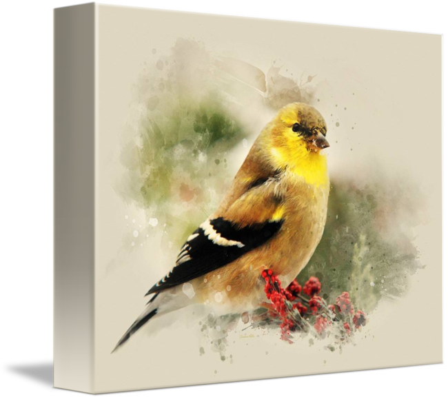 650x579 American Goldfinch Watercolor Painting By Christina Rollo - American Goldfinch Painting