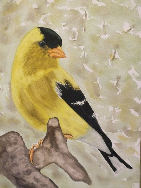 450x600 Craig Daniel Watercolor American Goldfinch Art I Love Birds - American Goldfinch Painting