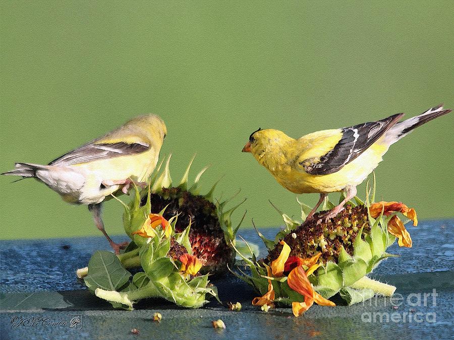 900x675 Female And Male American Goldfinch Painting By J Mccombie - American Goldfinch Painting