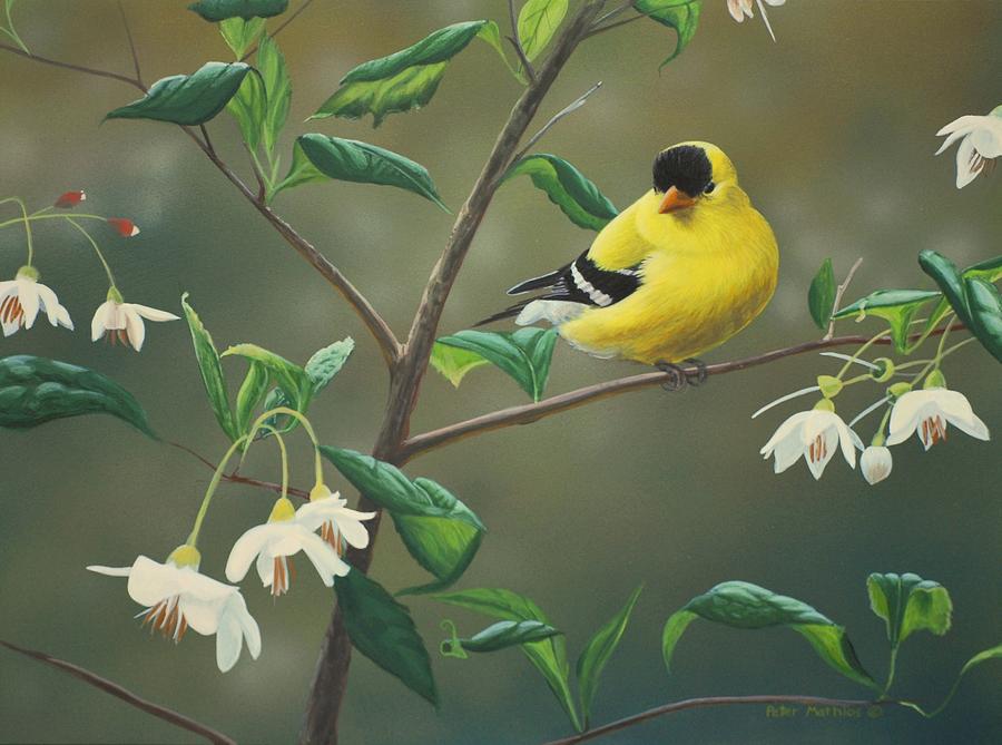 900x669 Goldfinch And Snowbells Painting By Peter Mathios - American Goldfinch Painting