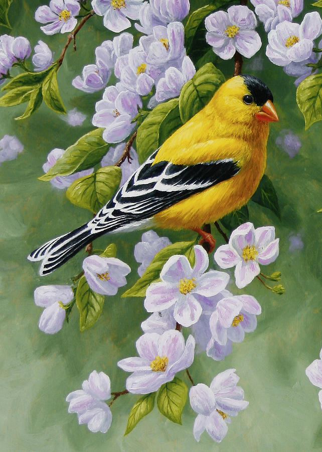 642x900 Goldfinch Blossoms Greeting Card 1 Painting By Crista Forest - American Goldfinch Painting