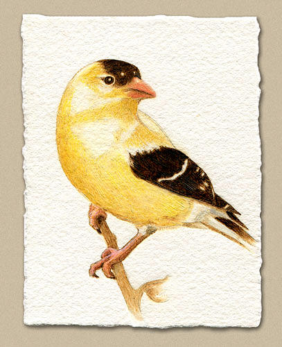 407x500 Miniature American Goldfinch Painting By Cate Mccauley - American Goldfinch Painting