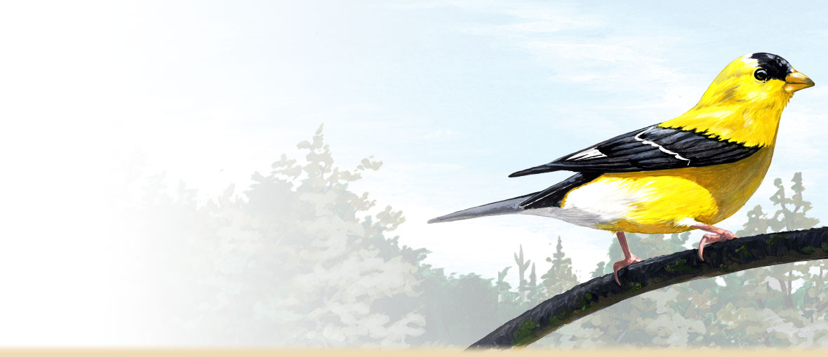 1180x509 American Goldfinch Facts, Photos, And Information - American Goldfinch Painting