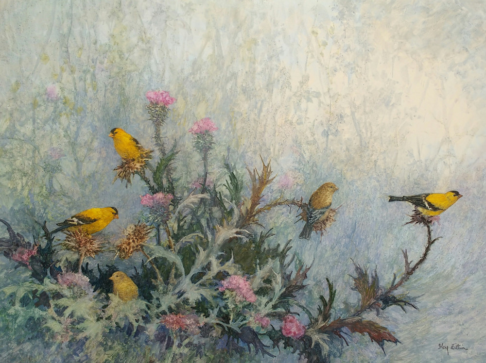 1000x748 American Goldfinch Painting Floy Zittin Watercolors - American Goldfinch Painting