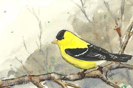 454x300 American Goldfinch Painting And Video Let's Paint Nature! - American Goldfinch Painting