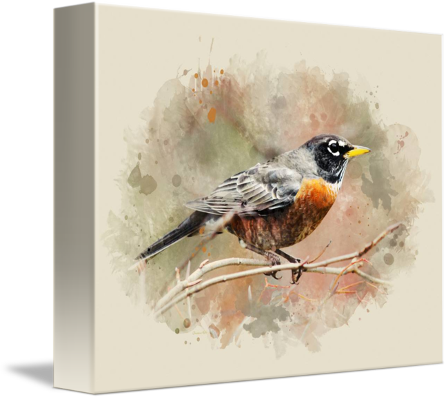 650x579 American Robin Watercolor Painting By Christina Rollo - American Robin Painting