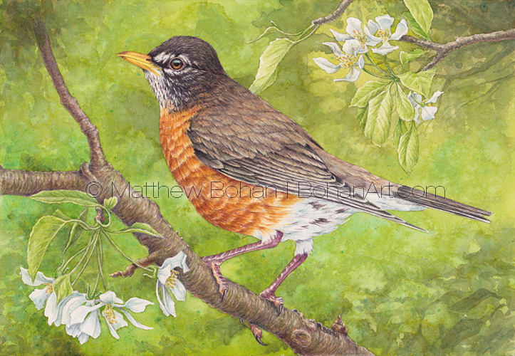 723x500 American Robin On Crabapple Tree Painting Transparent Watercolor - American Robin Painting