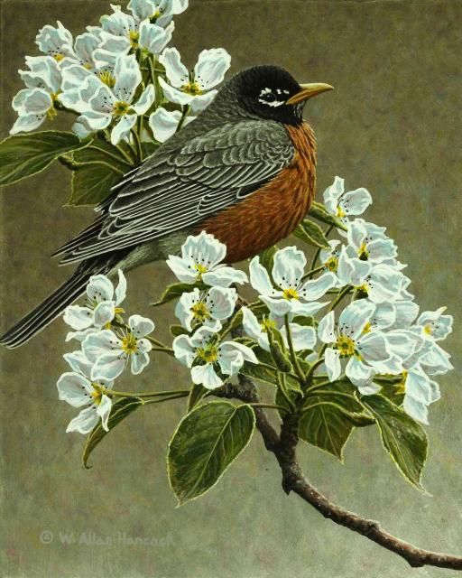 512x640 Dressed For Spring - American Robin Painting