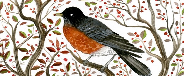 600x250 North American Robin - American Robin Painting