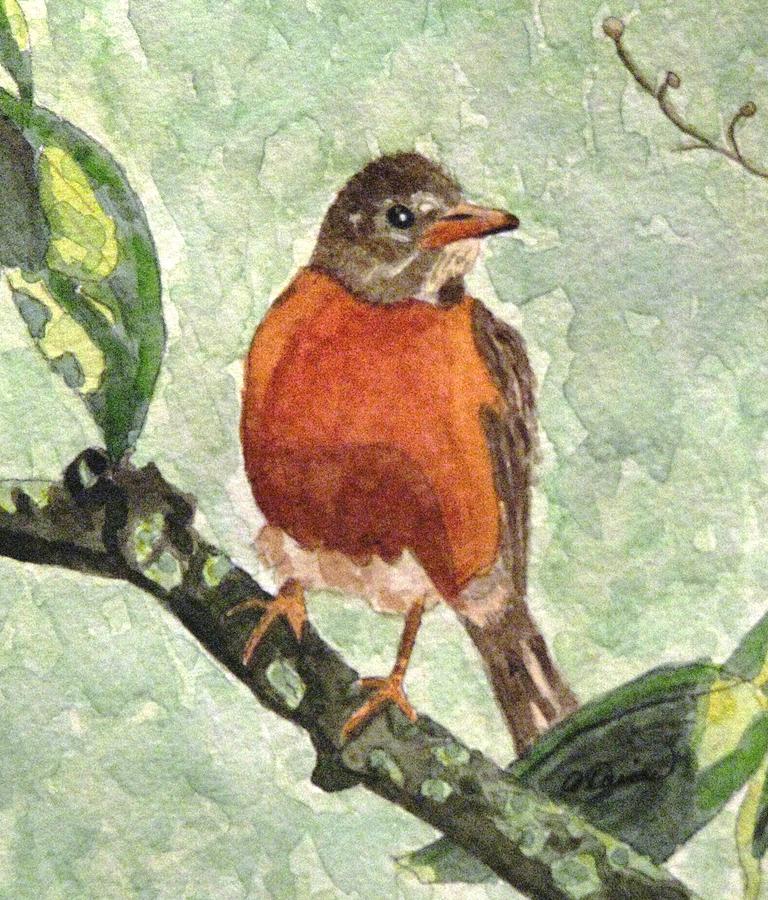 768x900 North American Robin Painting By Angela Davies - American Robin Painting