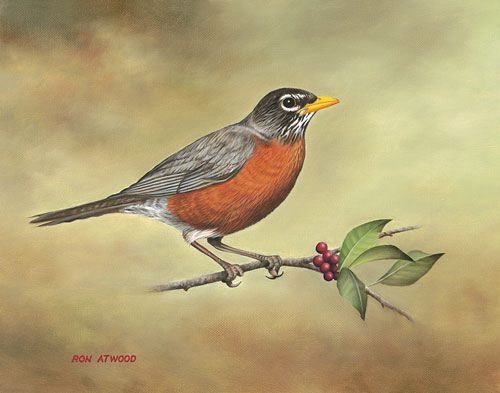 500x393 Wildlife Art Prints By Wildlife Artist Ron Atwood - American Robin Painting