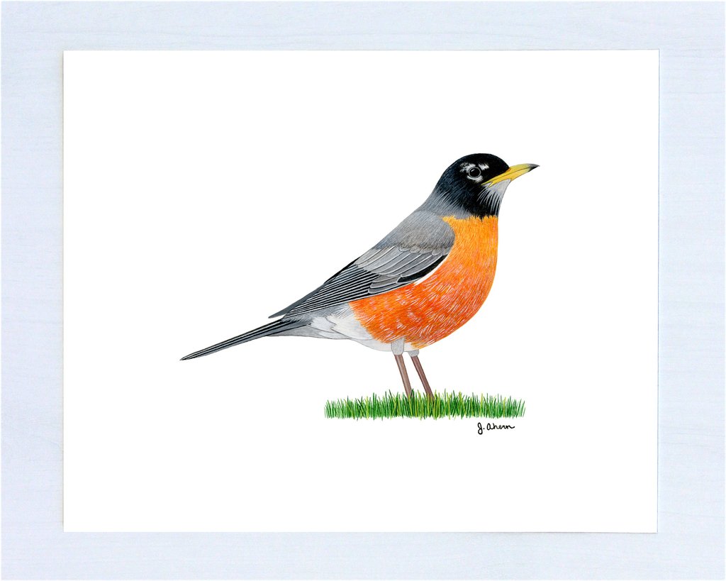 1024x819 American Robin Ii Jennifer Ahern - American Robin Painting