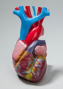 214x300 Life Size Anatomical Heart Vintage Science Model 2 Piece Hand - Anatomical Heart Painting