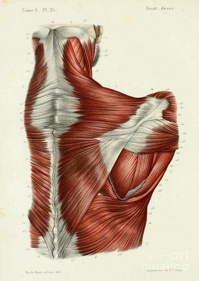 636x900 Anatomy Human Body Old Anatomical 59 Painting By Boon Mee - Anatomical Painting