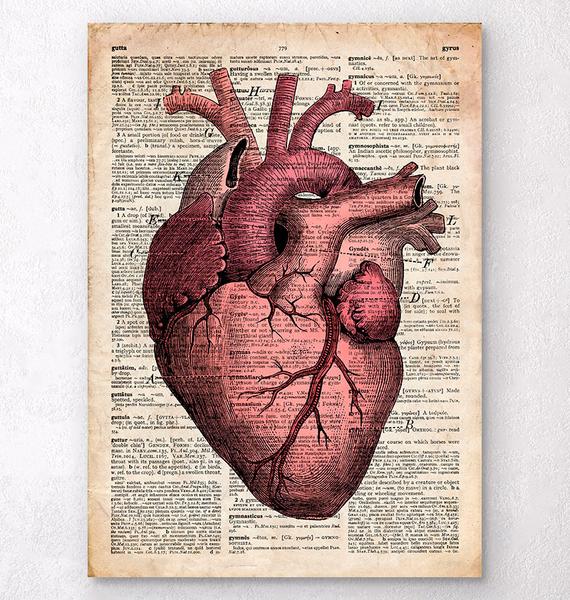 570x600 Heart Anatomy - Anatomical Painting