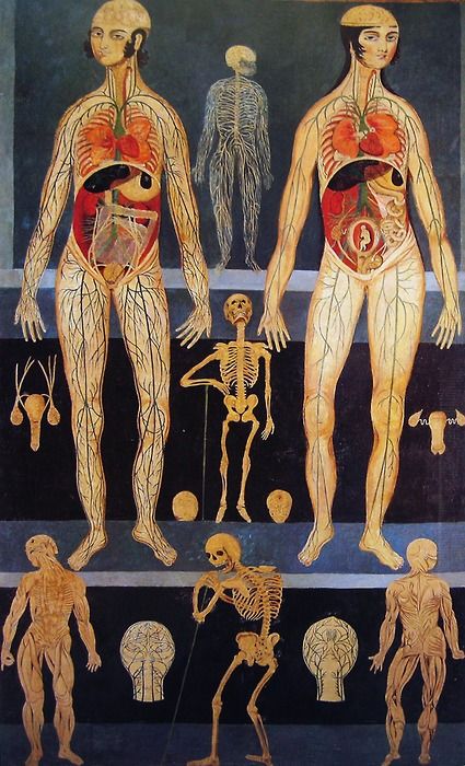 425x700 Anatomical Painting Probably Used For Teaching Purposes. Iran - Anatomical Painting