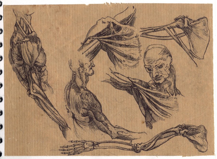900x659 Leonardo Da Vinci Anatomical Studies By Thingmebob - Anatomical Studies Painting