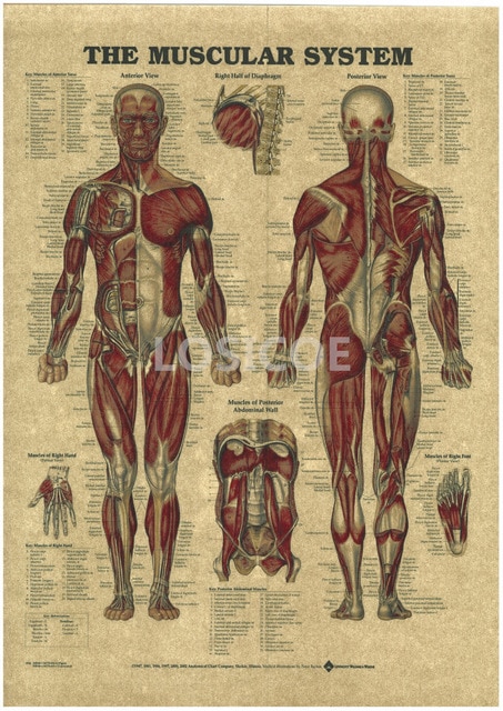 453x640 Vintage Medicine Human Anatomy Posters Kraft Paper Painting Wall - Anatomy Painting