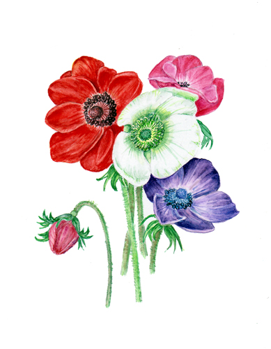 389x500 Anemone Coronaria. Botanical Art, Botanical Painting, Flower Painting. - Anemone Flower Painting