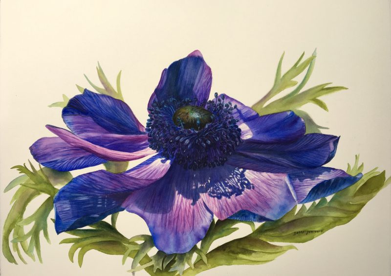 800x564 Blue Anemone Painting In Watercolor Watercolor Amp Oil Paintings - Anemone Flower Painting