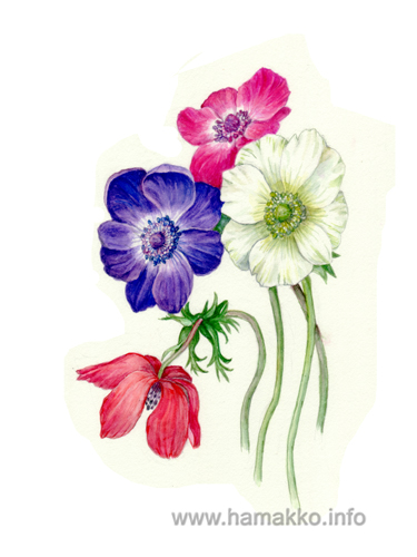 375x500 Botanical Art, Botanical Painting, Flower Painting. Anemone - Anemone Flower Painting