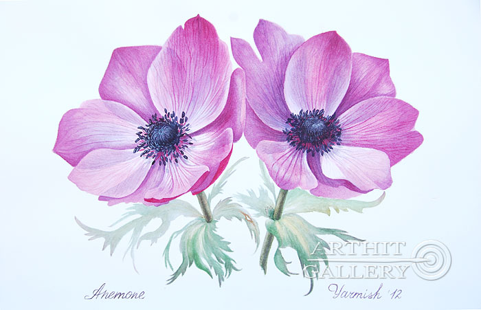 700x451 Botanical Painting. Still Life. Anemone Pink. Yarmish Maria - Anemone Flower Painting
